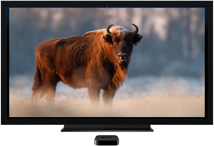 appletv-bison